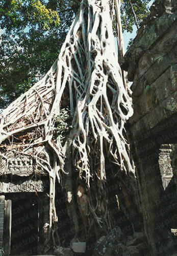 Angkor-Ta Prohm