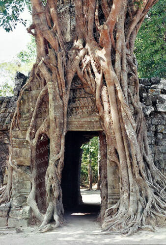 Cambodge-Temple Ta Som-arbre racines