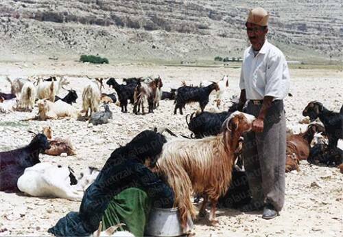 Iran-chèvres-nomades