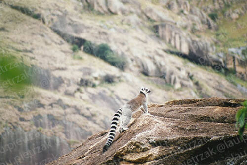 Madagascar-Lemurien