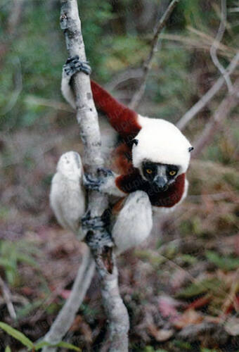 Madagascar-lemurien