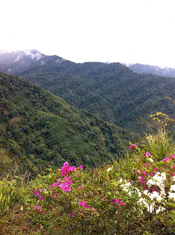 Taiwan-vegetation